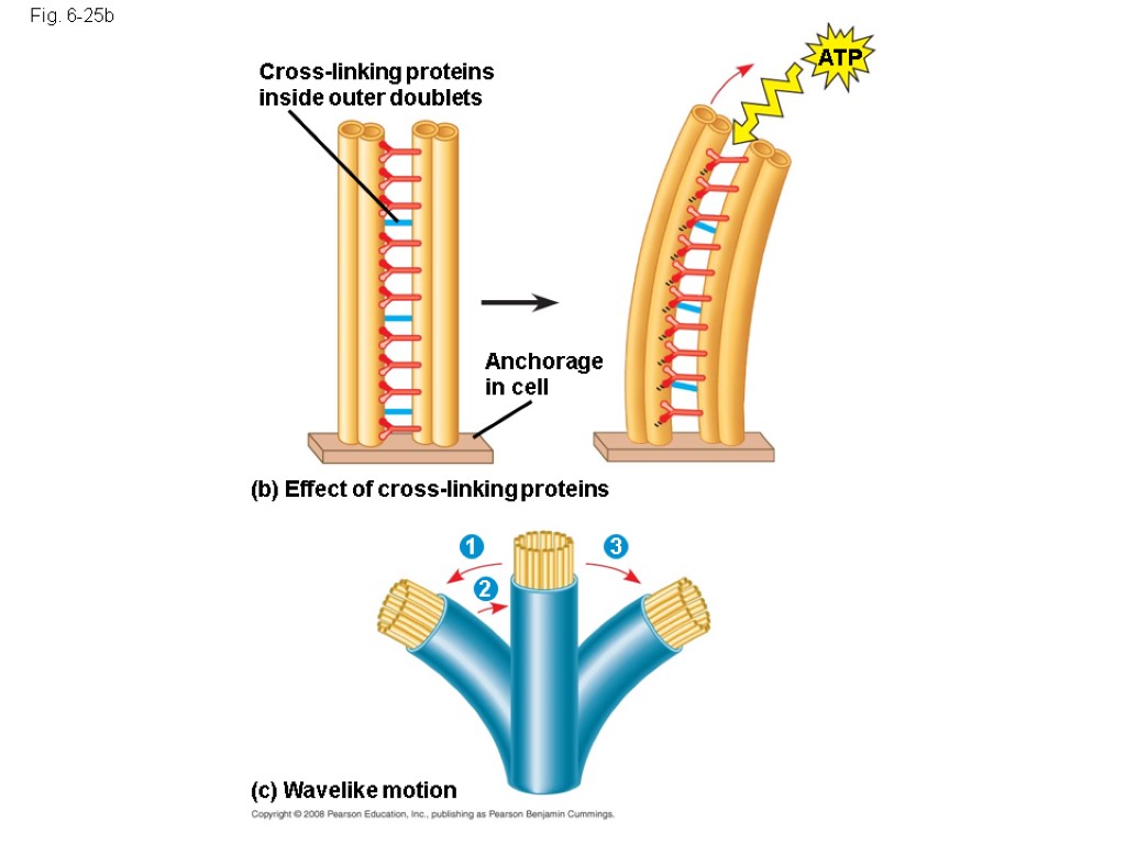 Fig. 6-25b Cross-linking proteins inside outer doublets Anchorage in cell ATP (b) Effect of